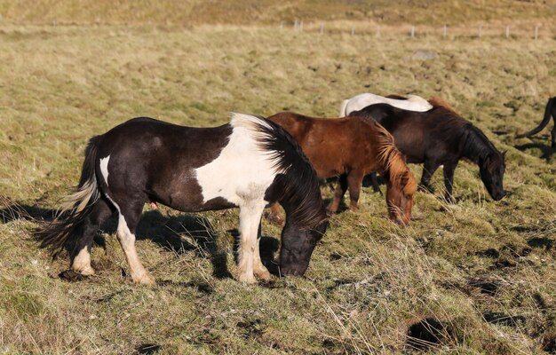 Cavalos islandeses em um campo de grama