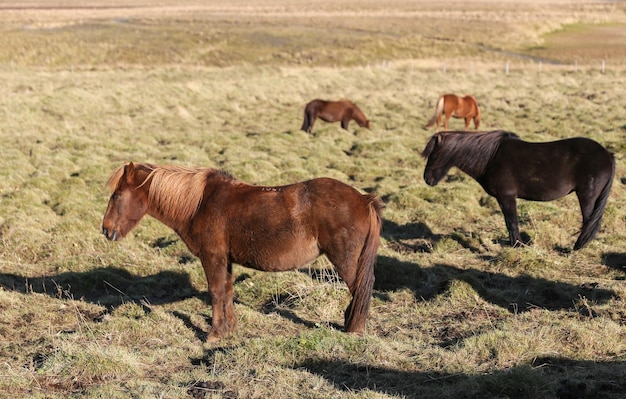 Cavalos islandeses em um campo de grama