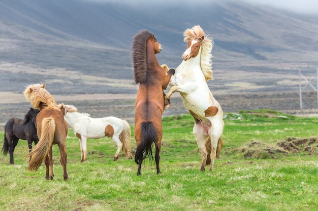 Foto cavalos islandeses lutando