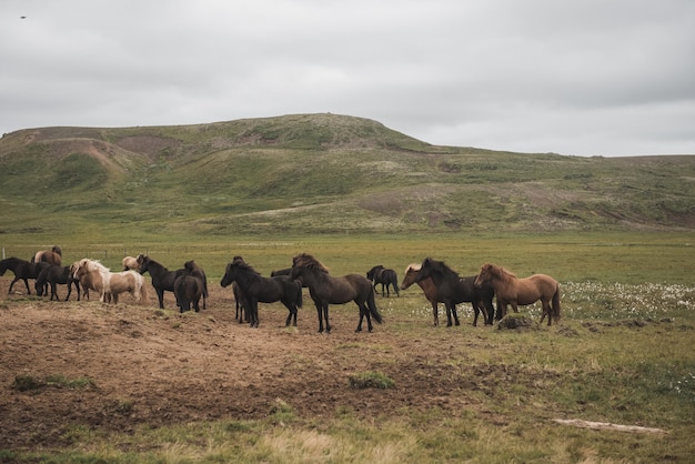 Cavalos islandeses no campo da paisagem natural da Islândia