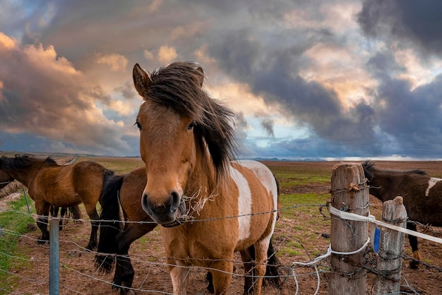 Cavalos islandeses pastando em pé perto da cerca contra o céu nublado ao pôr do sol