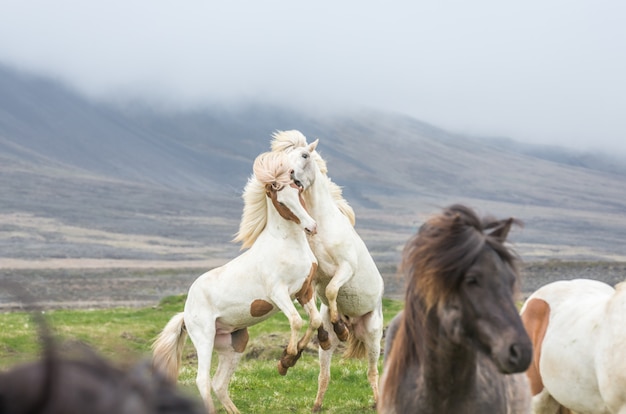 Foto cavalos islandeses