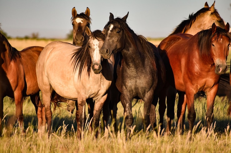 Foto cavalos livres a caminhar no campo