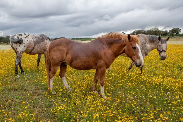 Cavalos livres em um prado de flor