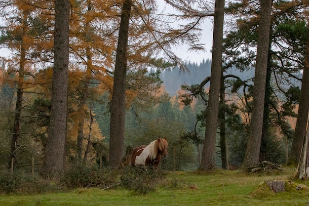 cavalos livres na floresta