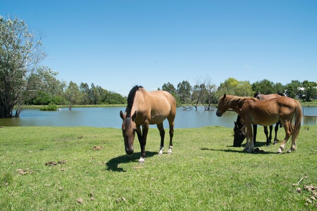 Cavalos livres no campo