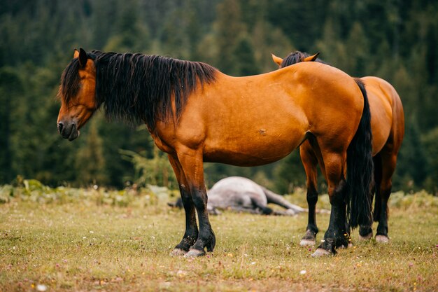 Cavalos marrons pastando no campo.