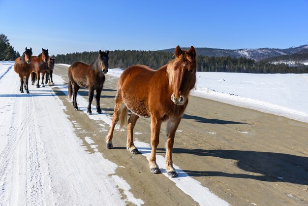 Cavalos marrons selvagens andando na estrada