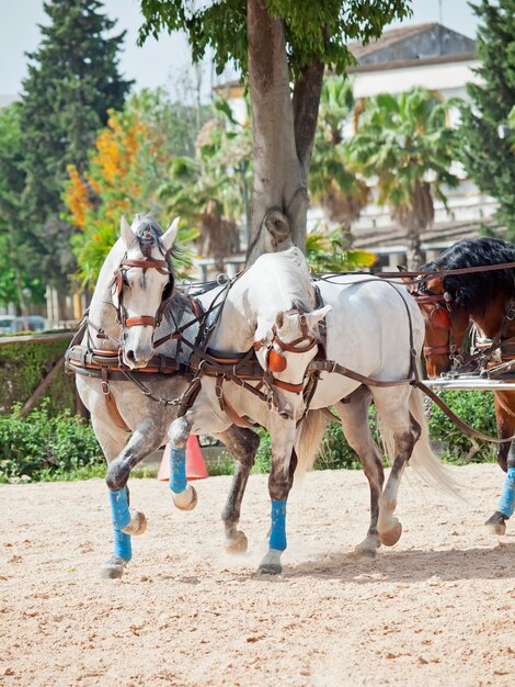 Foto cavalos na árvore