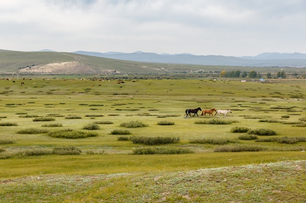 Cavalos na estepe mongol, paisagem mongol