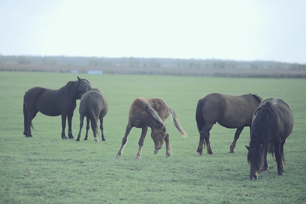 cavalos na fazenda, animais no campo, natureza do cavalo