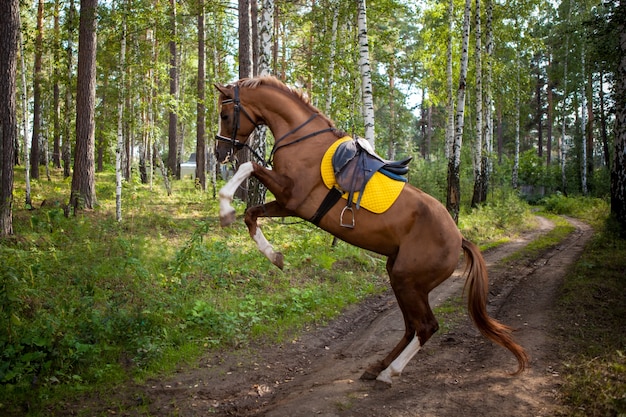 Cavalos na fazenda, campo ao ar livre