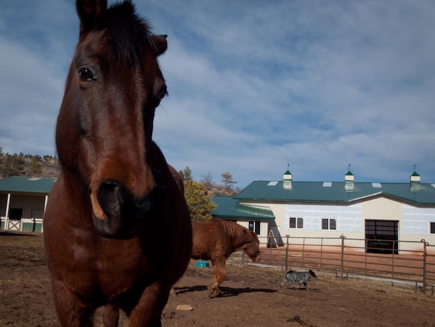 Cavalos na fazenda no Colorado.