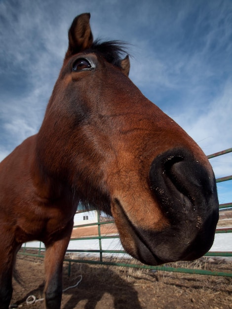 Cavalos na fazenda no Colorado.