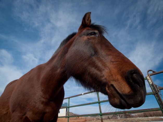 Cavalos na fazenda no colorado.