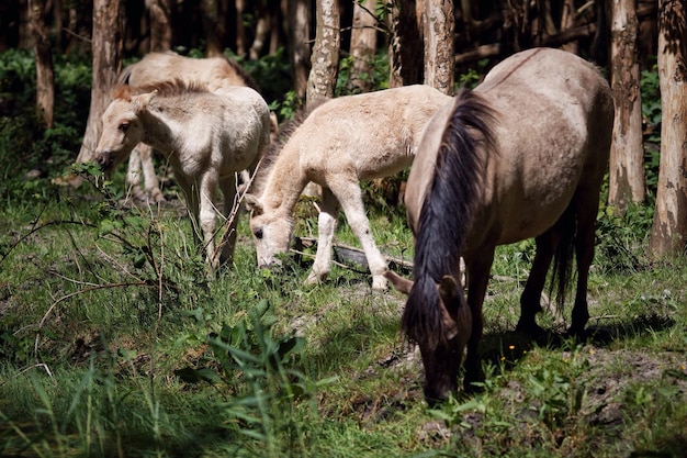 Cavalos na floresta
