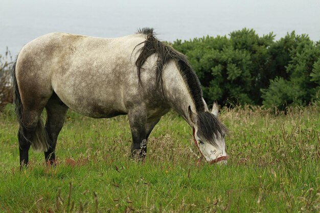 Cavalos na ilha de Chiloé Chile