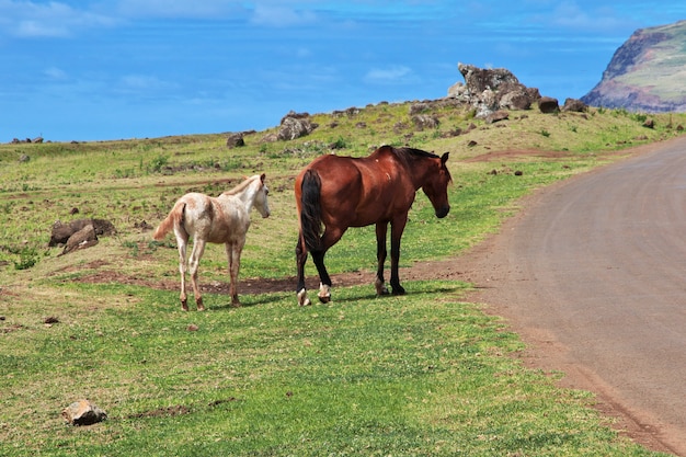 Cavalos na ilha de páscoa do chile