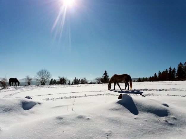 Cavalos na neve com o reflexo da luz solar