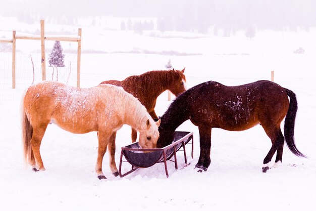 Cavalos na neve em uma pequena fazenda no Colorado.