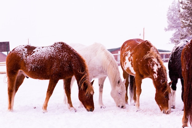 Cavalos na neve em uma pequena fazenda no Colorado.