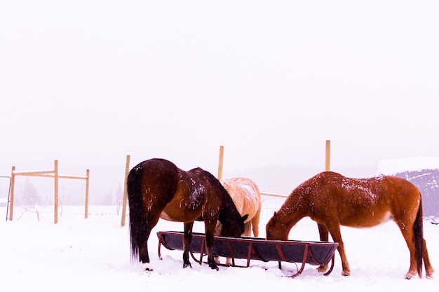 Cavalos na neve em uma pequena fazenda no Colorado.