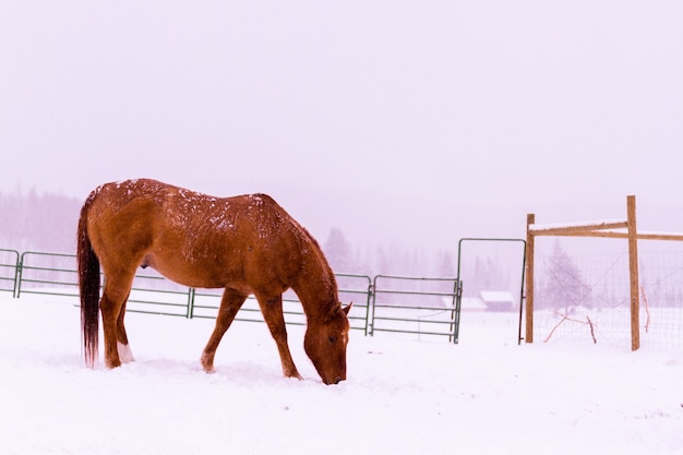 Cavalos na neve em uma pequena fazenda no Colorado.