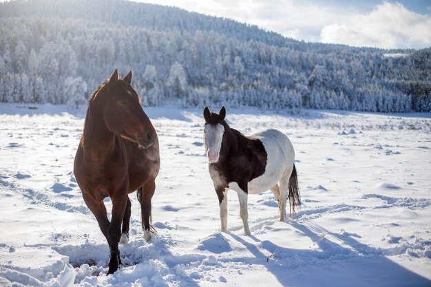 Cavalos na neve