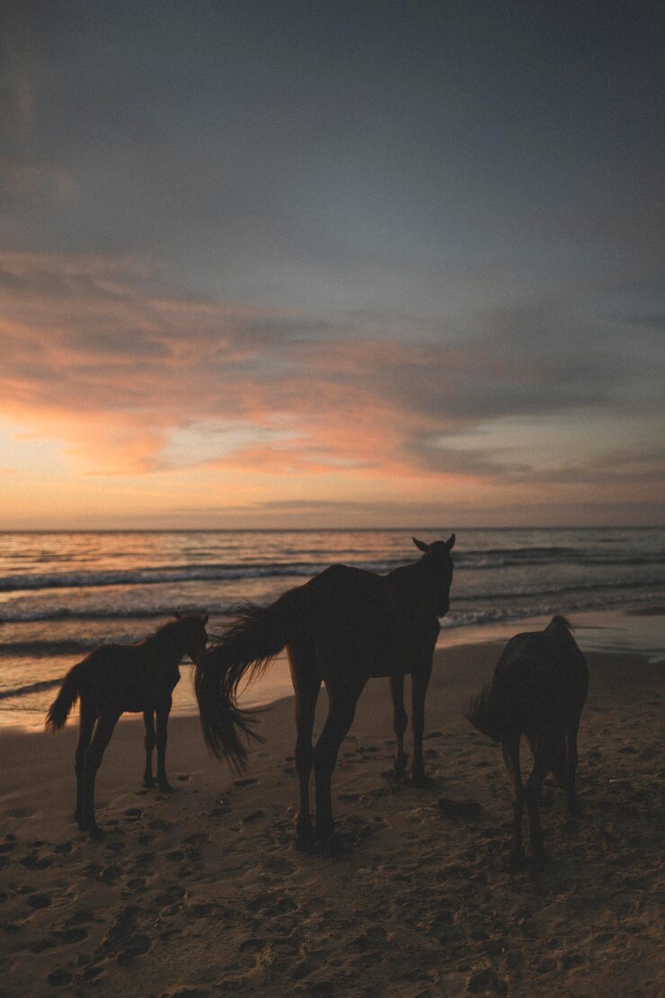 Foto cavalos na praia ao pôr-do-sol