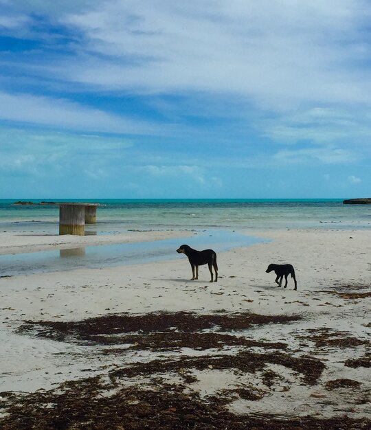 Foto cavalos na praia contra o céu