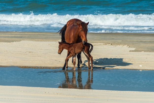 Foto cavalos na praia.