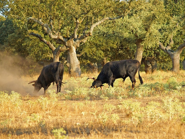 Foto cavalos na relva