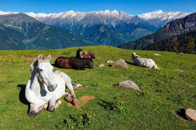 Cavalos nas montanhas Himachal Pradesh Índia