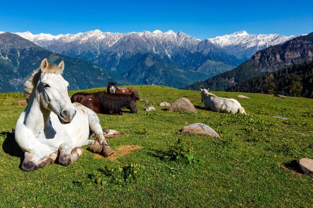 Cavalos nas montanhas Himachal Pradesh Índia