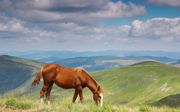 Cavalos nas montanhas