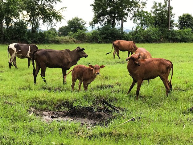 Foto cavalos no campo contra o céu