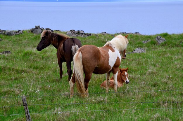 Cavalos no campo contra o lago