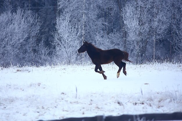 cavalos no campo de inverno geada paisagem, férias de natal no rancho