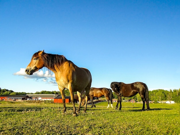 Cavalos no campo gramado contra o céu