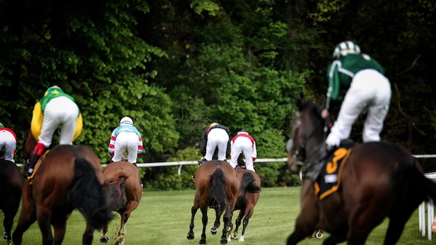 Foto cavalos no campo