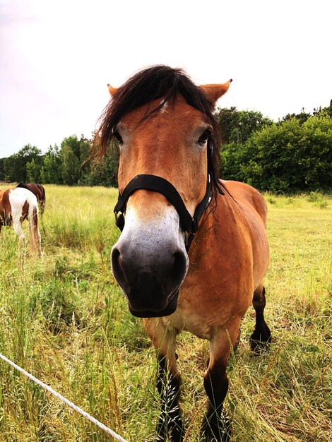 Foto cavalos no campo