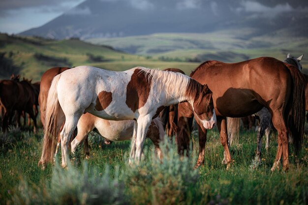 Foto cavalos no campo