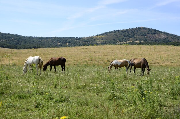 cavalos no campo