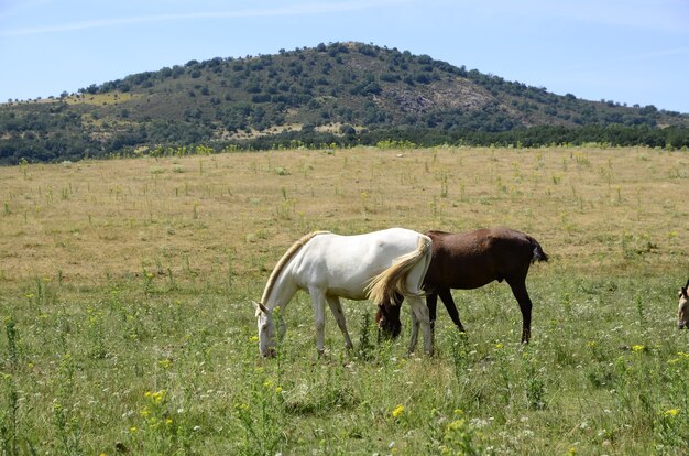 cavalos no campo