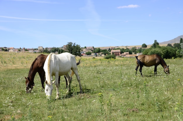 cavalos no campo