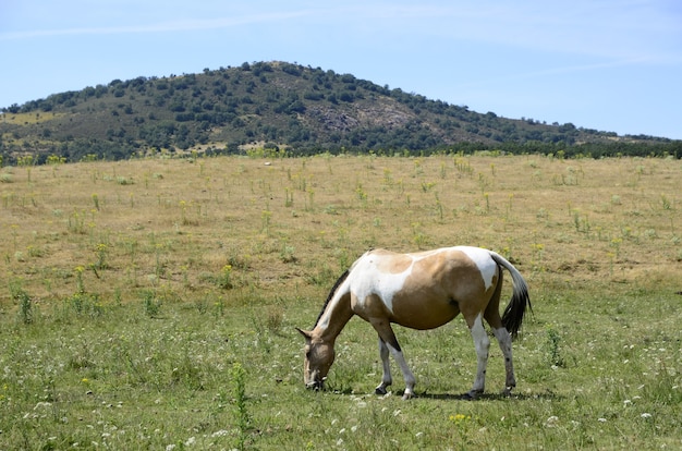 cavalos no campo