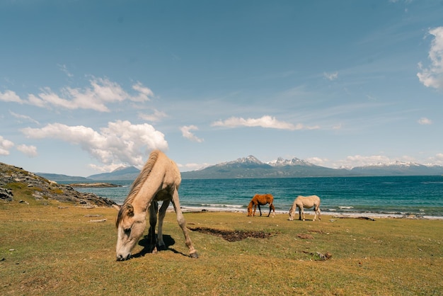 Foto cavalos no fim do mundo no parque nacional fin del mundo em ushuaia, argentina
