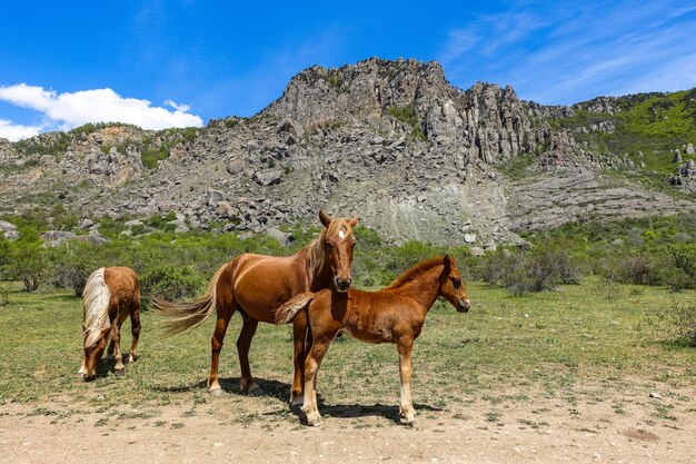 Cavalos no fundo de antigas montanhas arredondadas de pedra calcária em uma névoa de ar Demerdzhi Crimea