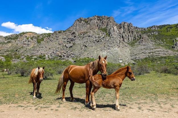 Cavalos no fundo de antigas montanhas arredondadas de pedra calcária em uma névoa de ar Demerdzhi Crimea