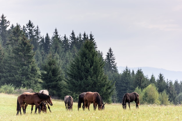 Cavalos no pasto livre nas montanhas dos cárpatos da transilvânia. cavalos ao ar livre